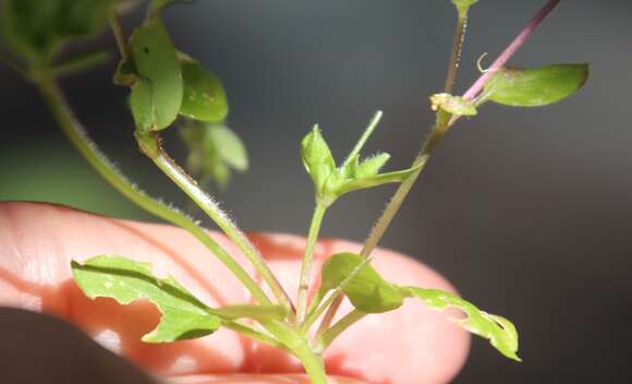 Image of common chickweed