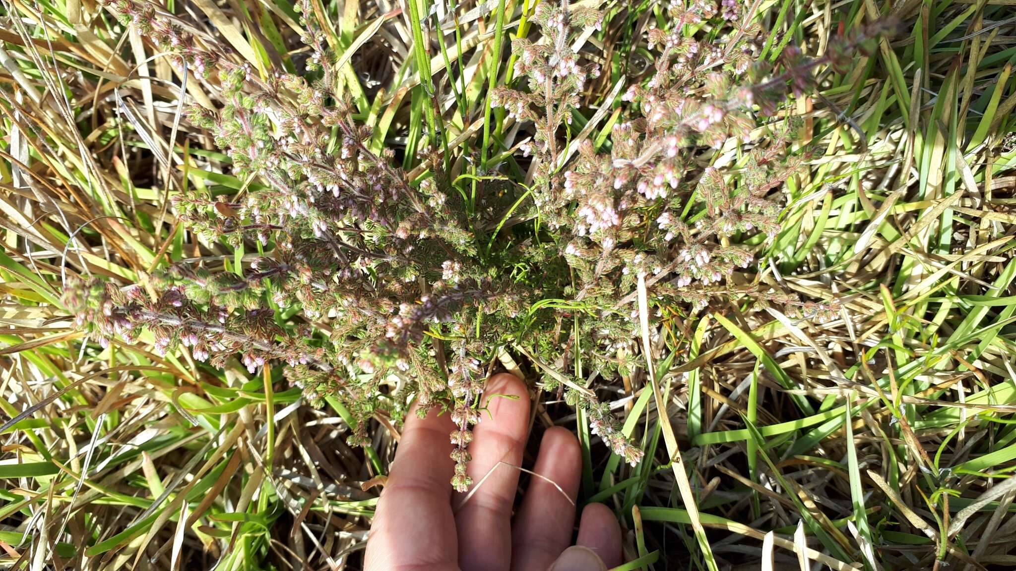 Plancia ëd Erica parviflora L.