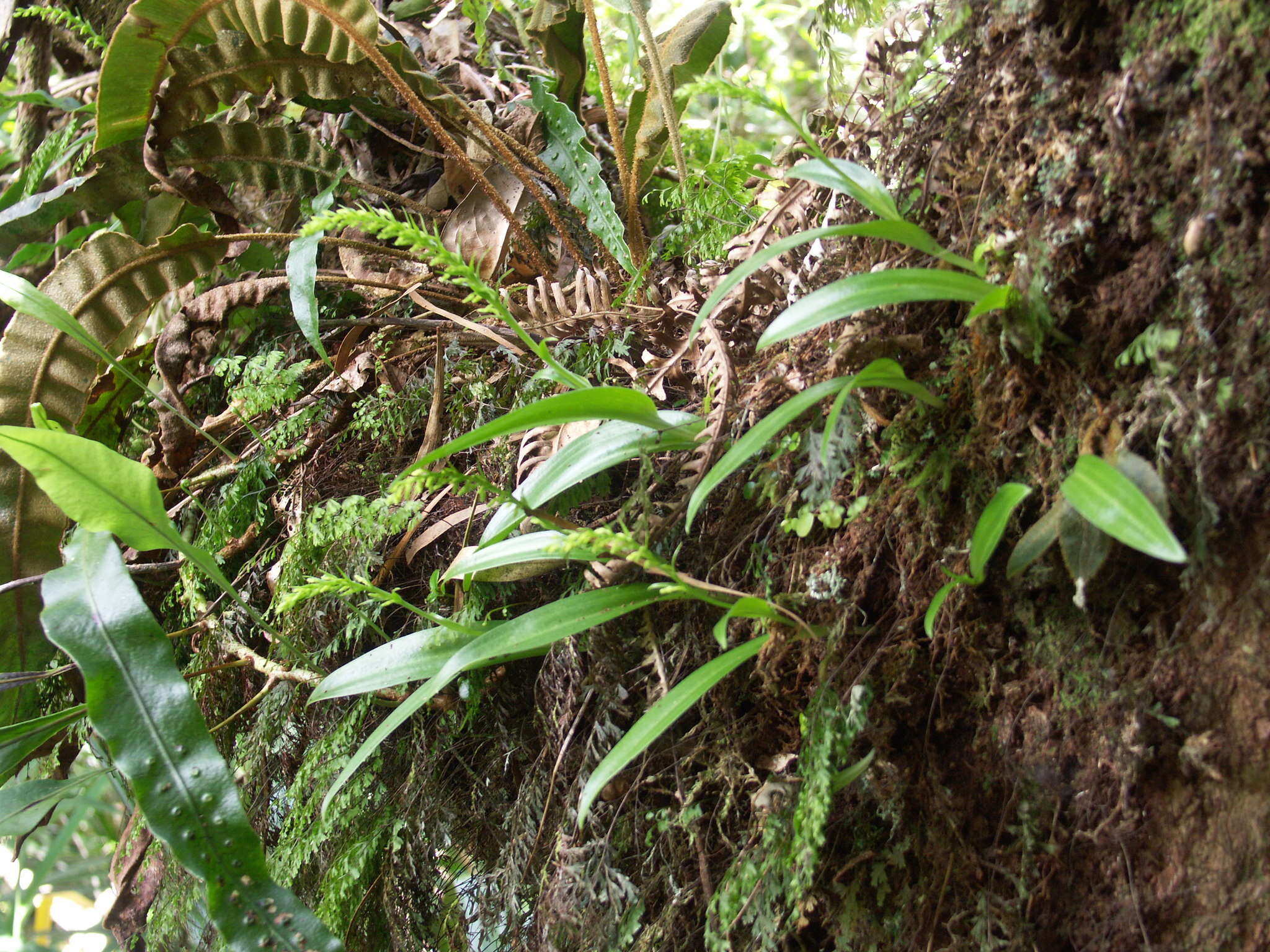Image of Benthamia nigrescens Schltr.