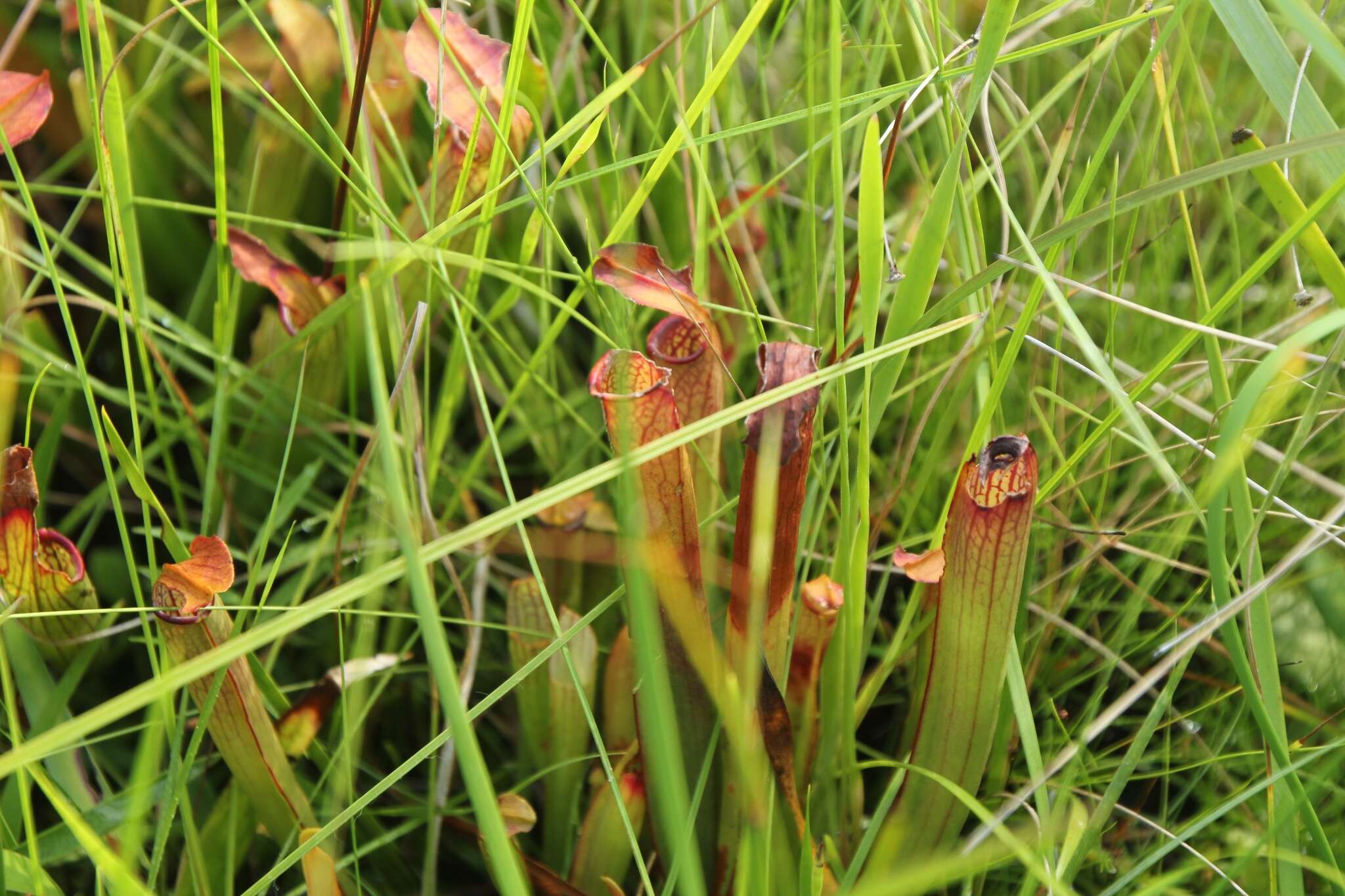 Image of Sweet pitcher plant