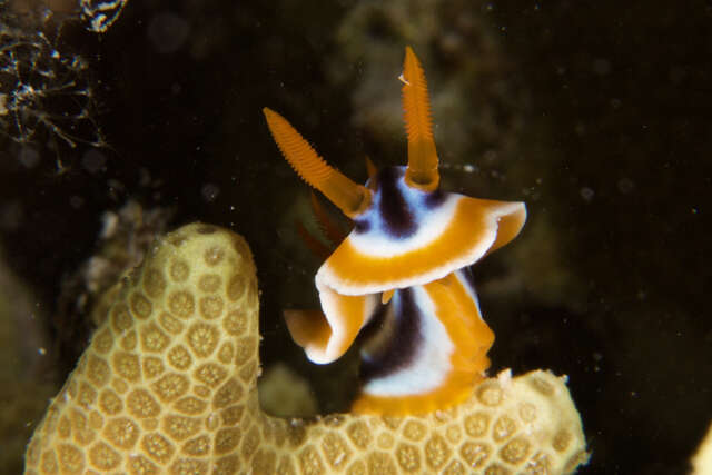 Image de Chromodoris magnifica (Quoy & Gaimard 1832)