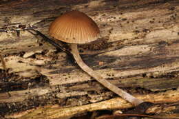 Imagem de Psathyrella psammophila A. H. Sm. 1972