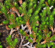 Image of Wallace's spikemoss