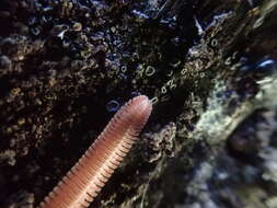 Image of Brachycybe rosea Murray 1877