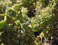 Image of Tetraena decumbens (Delile) Beier & Thulin