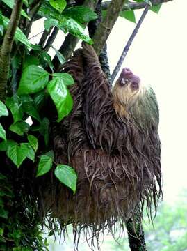 Image of two-toed sloths