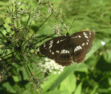 Image of Limenitis helmanni Lederer 1853