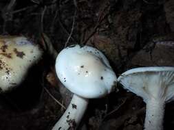 Image of Hygrophorus cossus (Sowerby) Fr. 1838