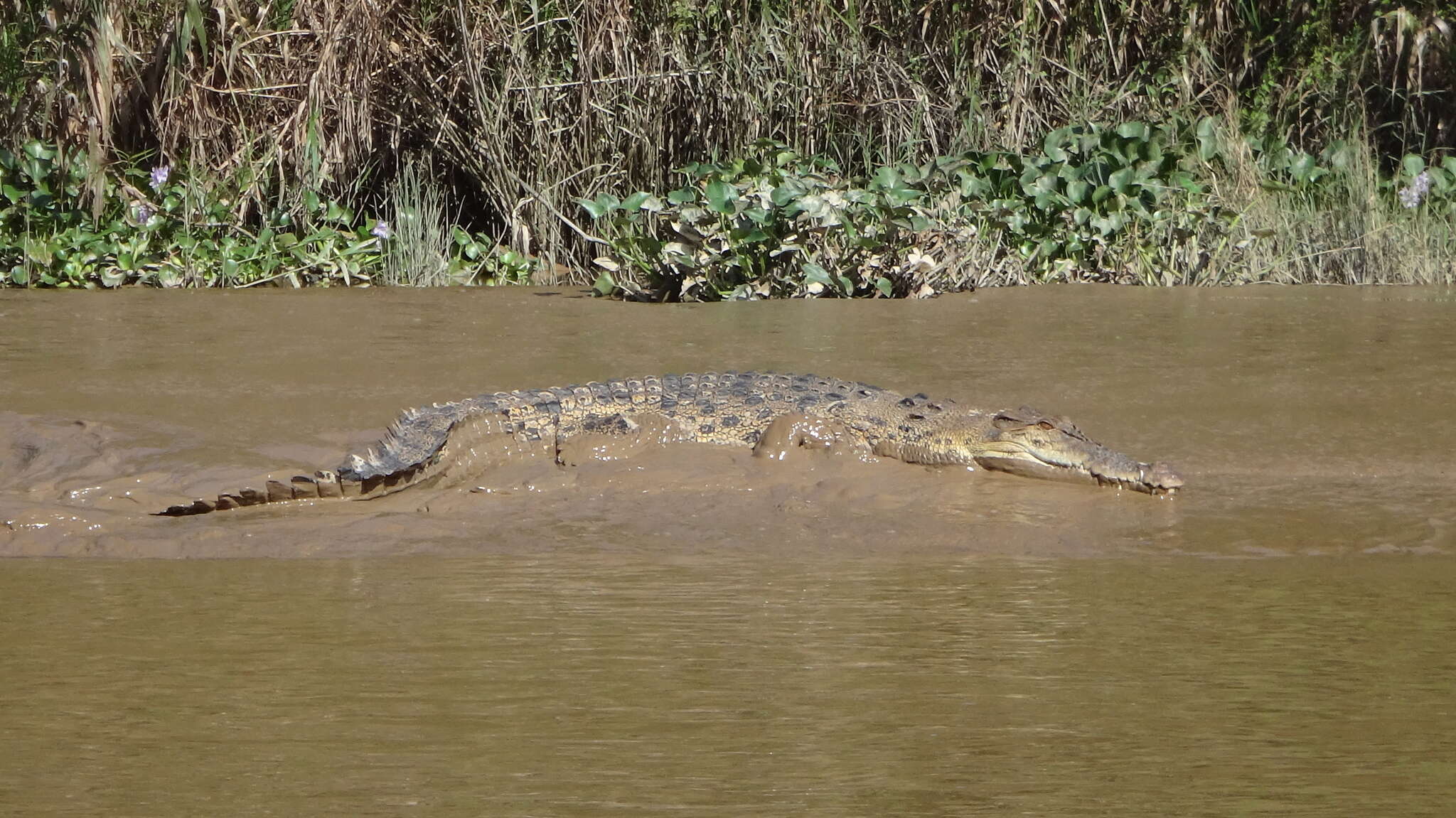 Image of Estuarine Crocodile