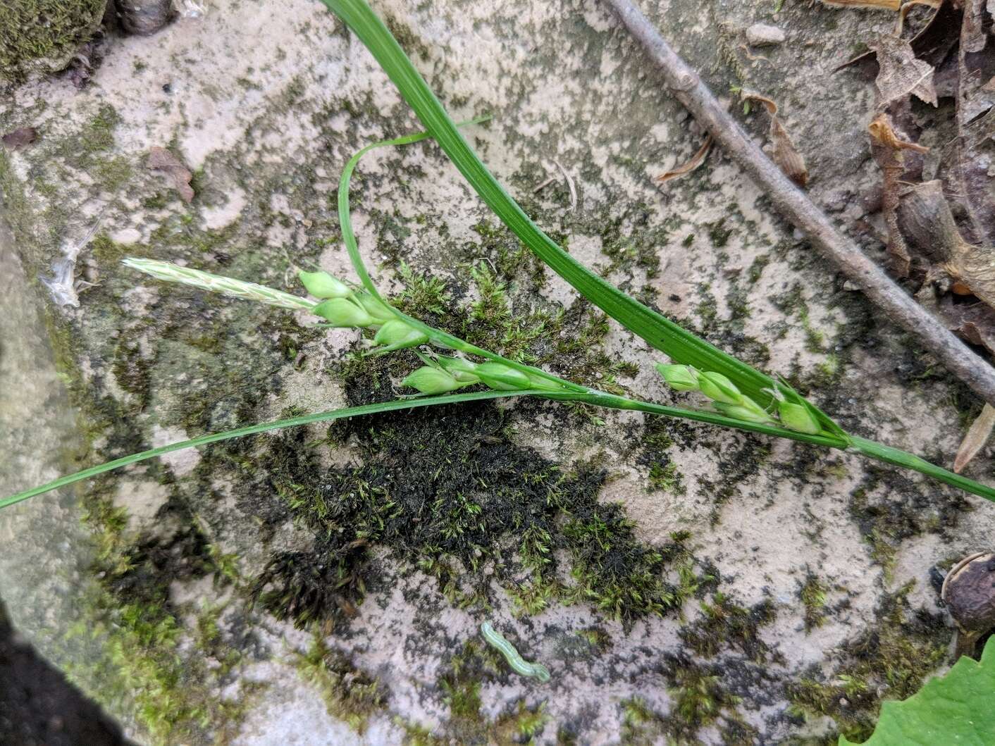 Image of Hitchcock's sedge