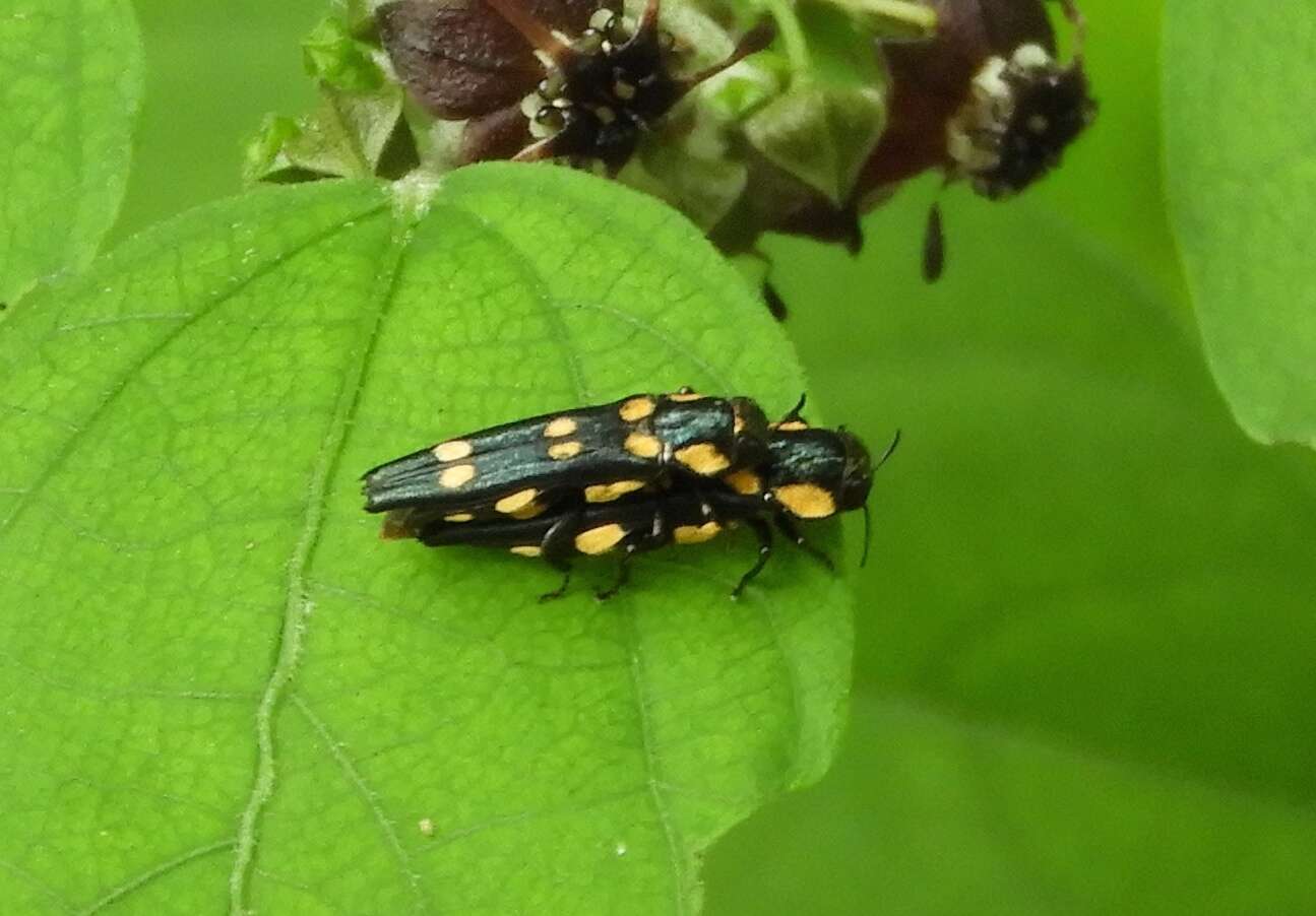 Image of Agrilus xanthonotus Waterhouse 1889