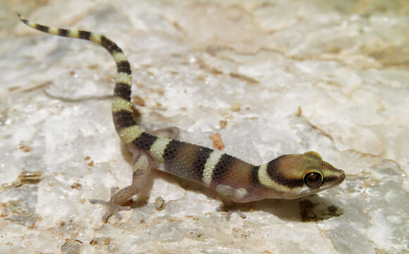 Image of Pachydactylus atorquatus Bauer, Barts & Hulbert 2006