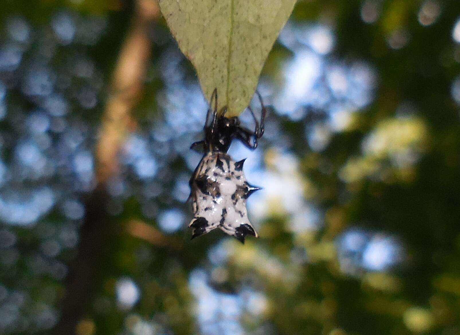 Sivun Micrathena gracilis (Walckenaer 1805) kuva