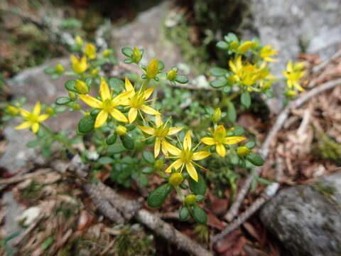 Image of Sedum erythrospermum Hayata