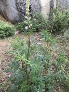 Image of Lupinus latifolius subsp. wigginsii (C. P. Sm.) P. Kenney & D. B. Dunn