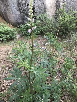 Image of Lupinus latifolius subsp. wigginsii (C. P. Sm.) P. Kenney & D. B. Dunn