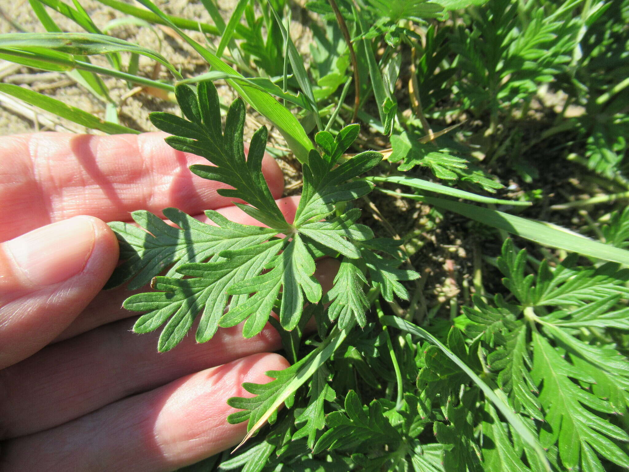 Image de Potentilla angarensis Popov