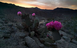 صورة Opuntia basilaris var. basilaris