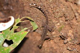Image of Annulated Gecko