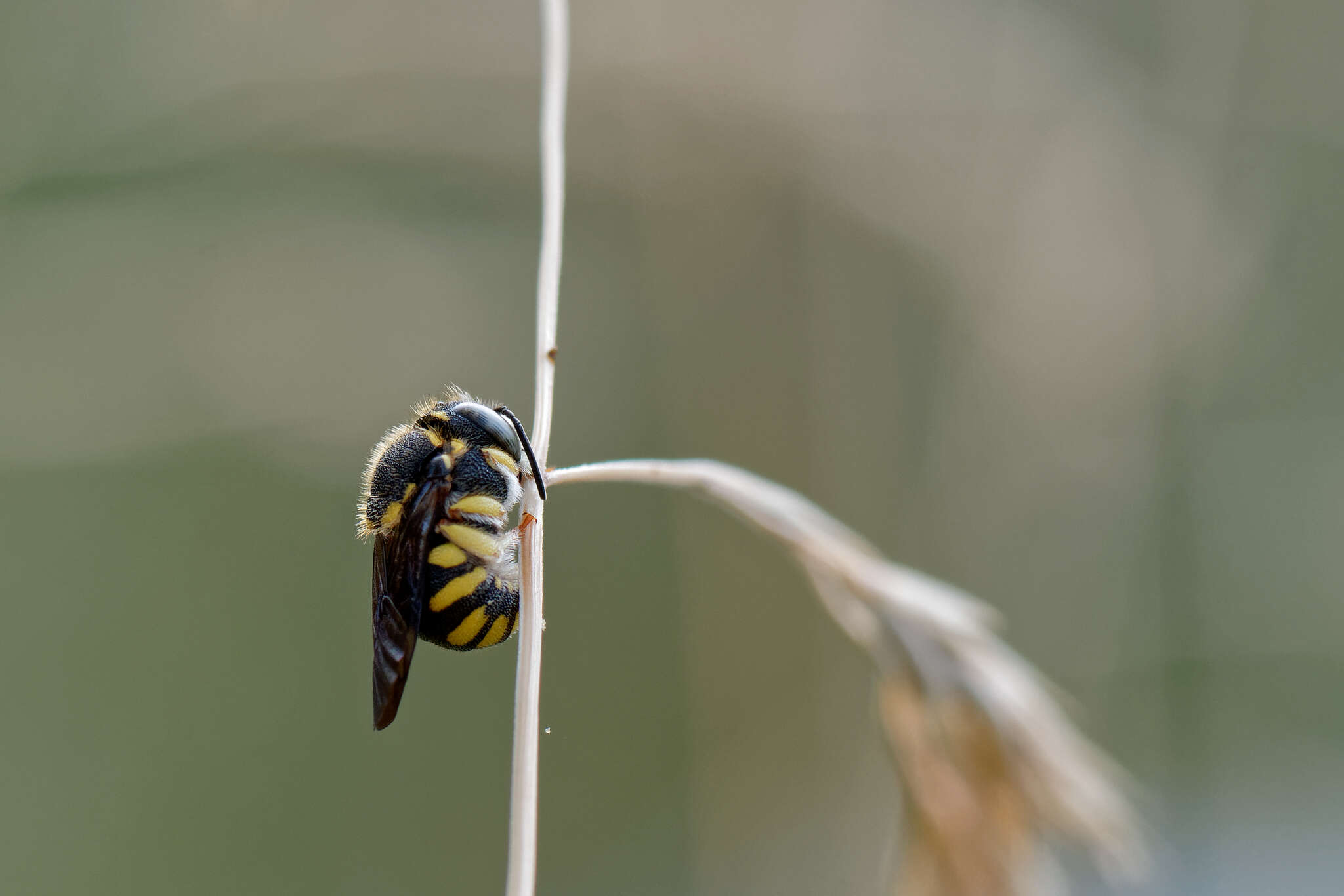 Image de Anthidiellum strigatum (Panzer 1805)