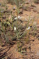 Plancia ëd Chlorophytum fasciculatum (Baker) Kativu