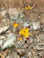 Image of San Luis mariposa lily