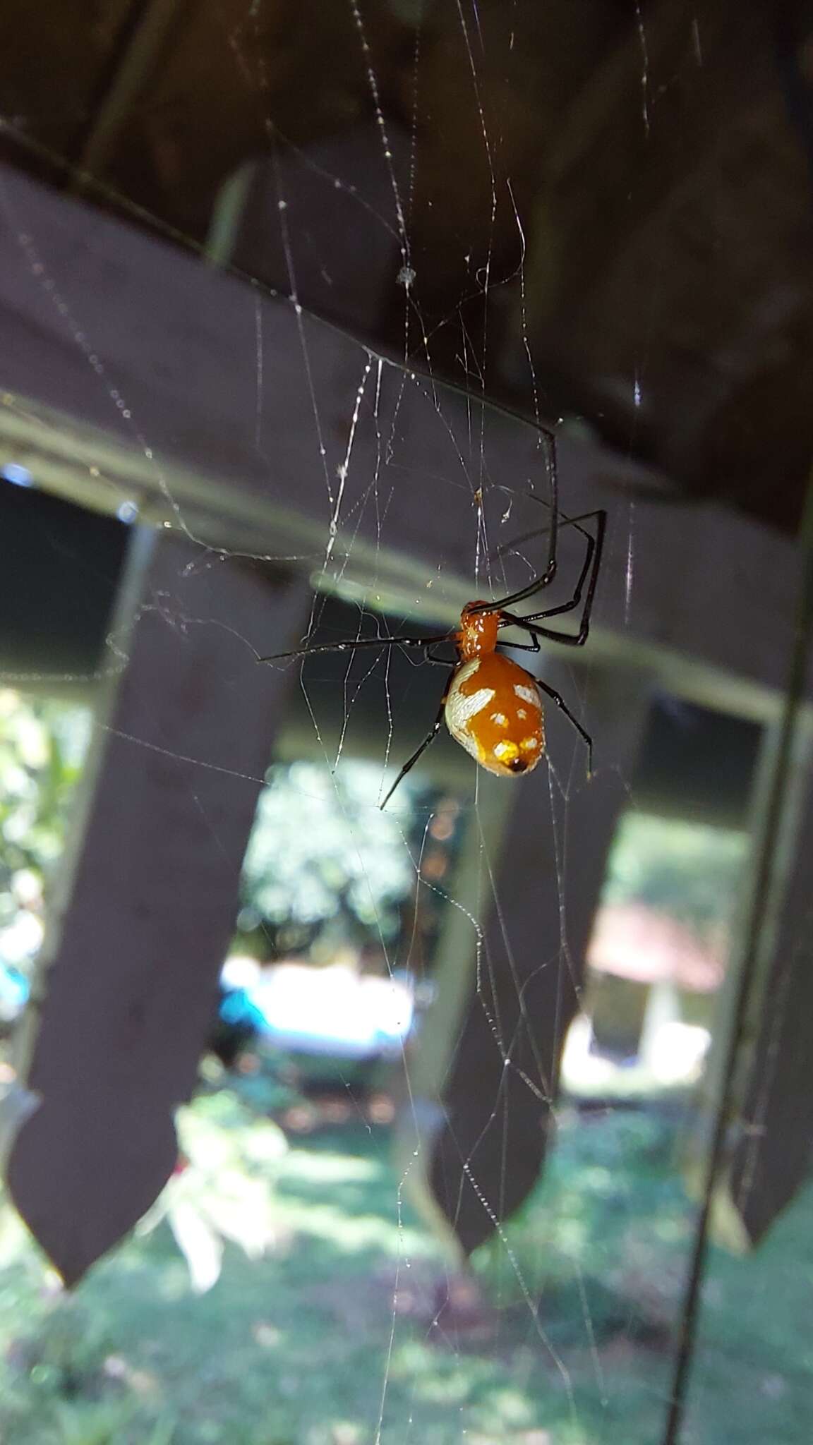 Image of Argyrodes miniaceus (Doleschall 1857)