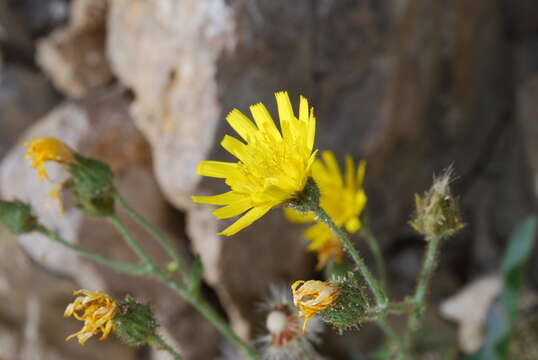 Image of Hieracium amplexicaule subsp. amplexicaule