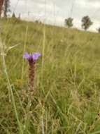 Image de Verbena intermedia Gillies & Hook.