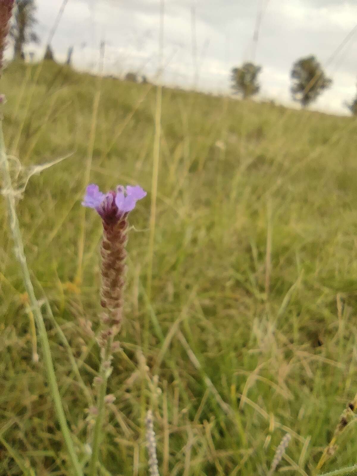 صورة Verbena intermedia Gillies & Hook.