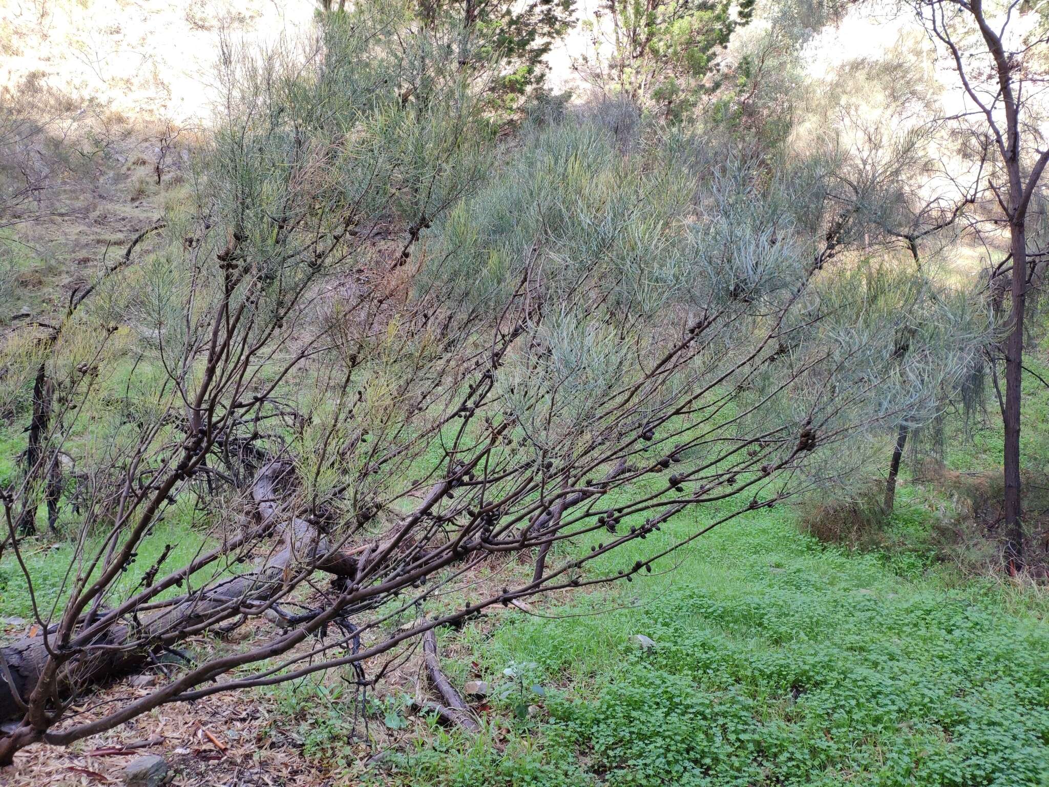 Image of Allocasuarina muelleriana subsp. muelleriana