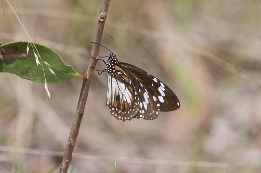 Sivun Danaus affinis Fabricius 1775 kuva