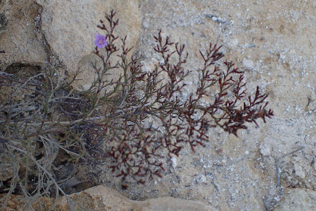 Imagem de Limonium scabrum (Thunb.) Kuntze