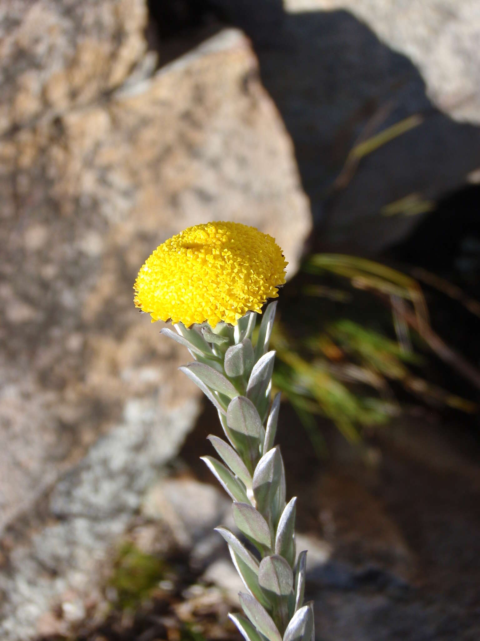 Слика од Schistostephium umbellatum (L. fil.) K. Bremer & C. J. Humphries