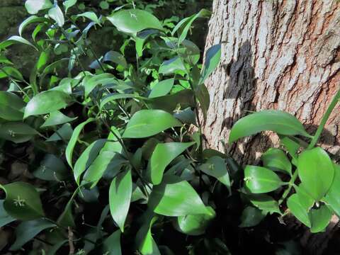 Image of Ruscus hypophyllum L.