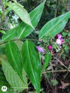 Image of Dichorisandra hexandra (Aubl.) C. B. Clarke