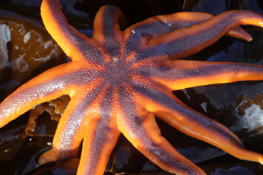 Imagem de Solaster stimpsoni Verrill 1880