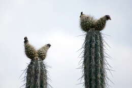 Image of Pachycereus hollianus (F. A. C. Weber) Buxb.