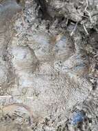 Image of European Wildcat