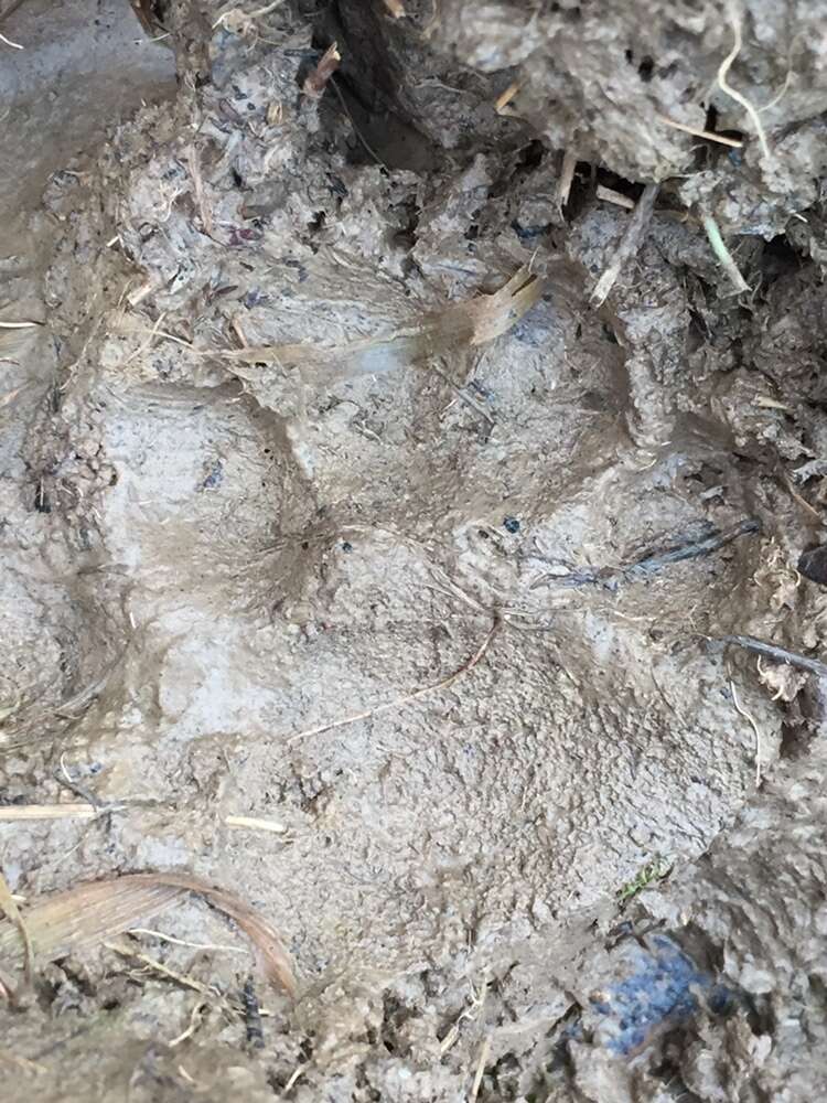 Image of European Wildcat