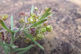 Schizoglossum bidens subsp. bidens的圖片