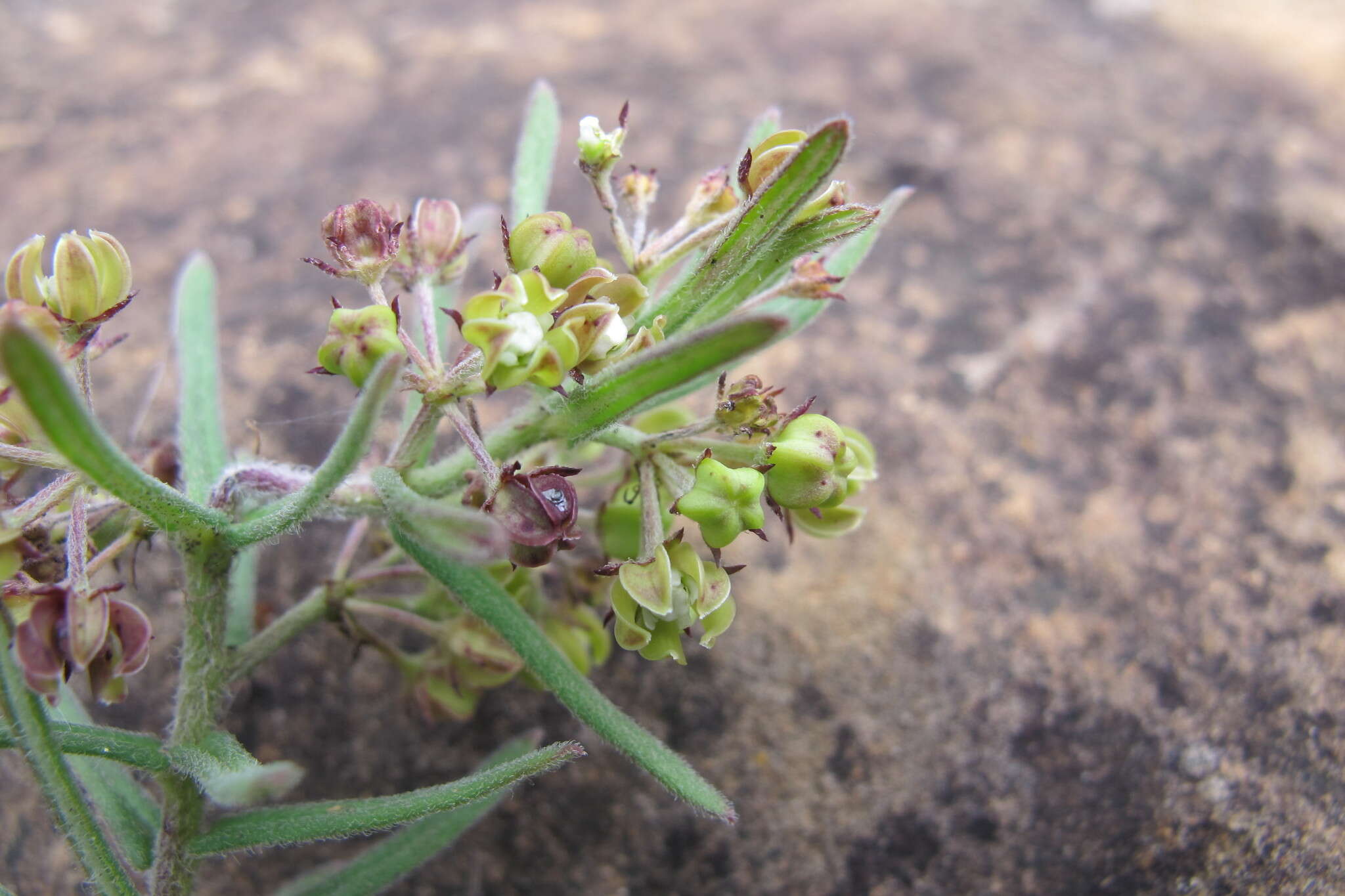 Schizoglossum bidens subsp. bidens的圖片