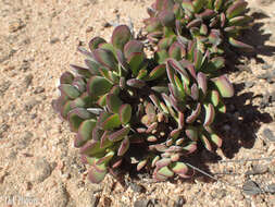 Image of Crassula atropurpurea var. watermeyeri (Compton) Tölken