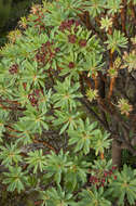 Euphorbia atropurpurea Brouss. ex Willd. resmi