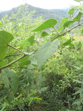 Image of Abutilon bivalve