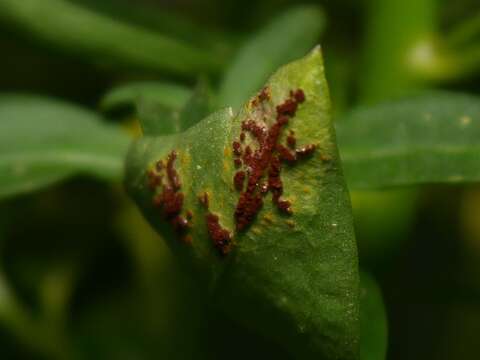 Image of Puccinia antirrhini Dietel & Holw. 1897