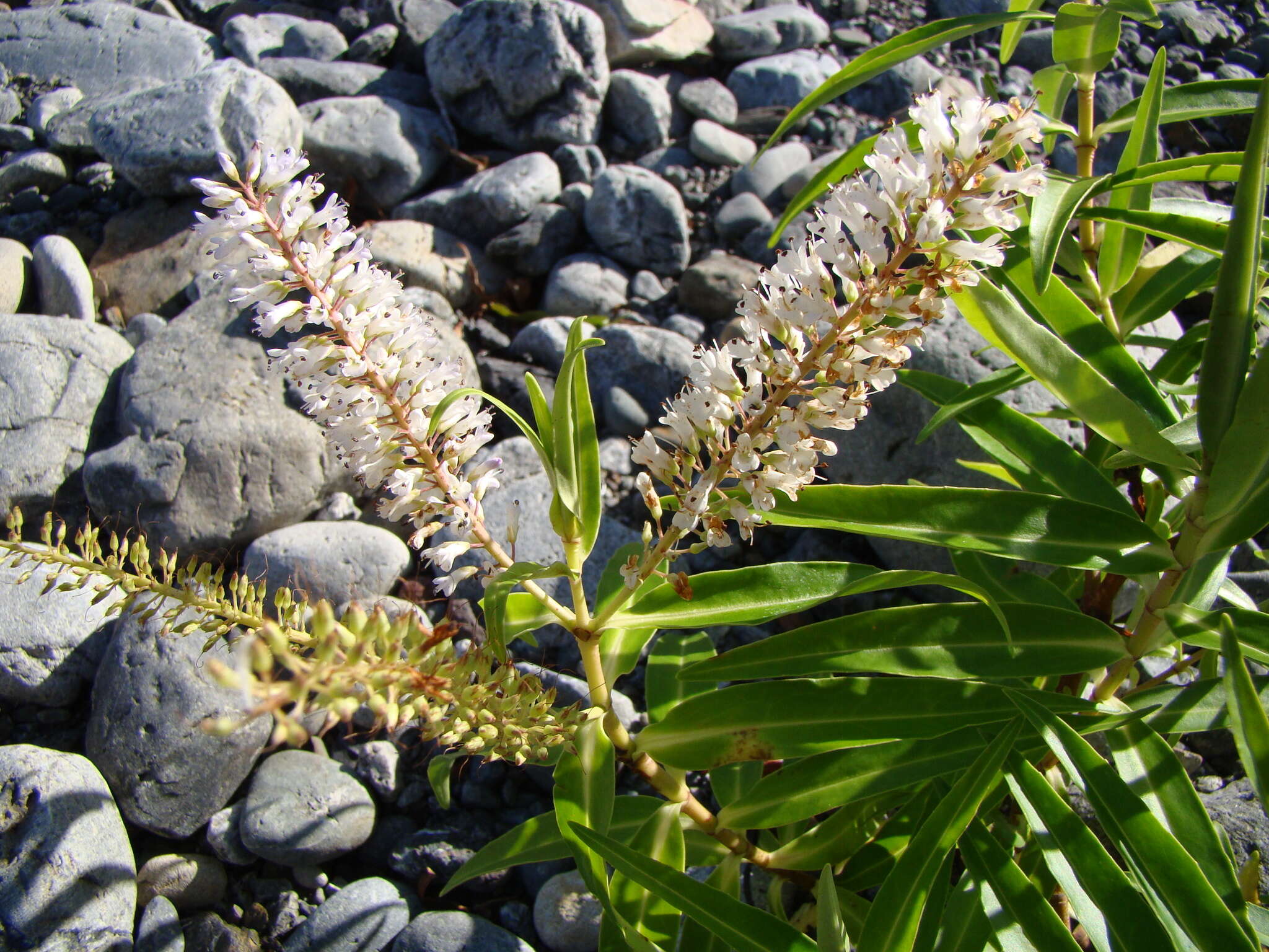 Image of Veronica stricta Banks & Soland. ex Benth.