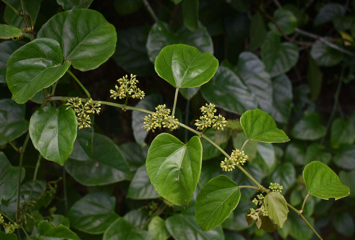 Image de Cissus hastata (Miq.) Planch.