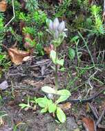 صورة Gentiana glauca Pall.