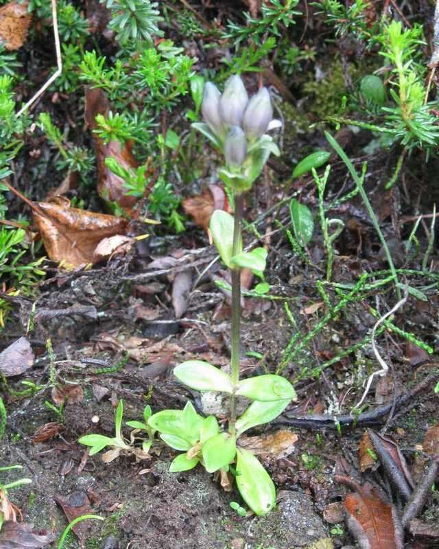 صورة Gentiana glauca Pall.